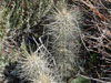 Echinocereus engelmannii