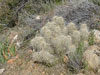 Echinocereus engelmannii