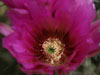 Echinocereus engelmannii