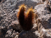 Echinocereus engelmannii