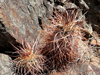 Echinocereus engelmannii