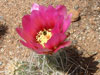 Echinocereus engelmannii