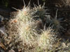 Echinocereus engelmannii