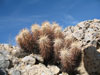 Echinocereus engelmannii