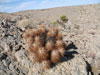 Echinocereus engelmannii