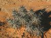 Echinocereus engelmannii