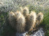 Echinocereus engelmannii