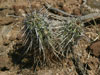 Echinocereus engelmannii