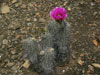 Echinocereus engelmannii