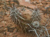 Echinocereus engelmannii