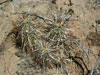 Echinocereus engelmannii