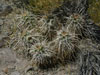 Echinocereus engelmannii