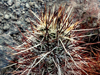 Echinocereus engelmannii