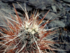 Echinocereus engelmannii