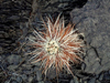 Echinocereus engelmannii