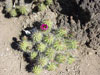 Echinocereus enneacanthus