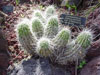 Echinocereus enneacanthus