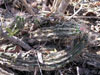 Echinocereus enneacanthus