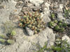 Echinocereus enneacanthus