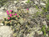 Echinocereus enneacanthus