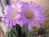 Echinocereus enneacanthus