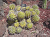 Echinopsis eyriesii