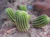 Echinopsis eyriesii