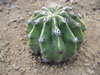 Echinopsis eyriesii