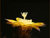 Echinopsis famatimensis