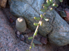 Echinopsis famatimensis