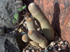 Echinopsis famatimensis