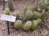 Echinocereus fasciculatus