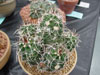 Echinocereus fendleri