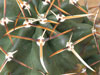 Echinocereus fendleri