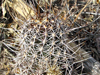 Echinocereus fendleri