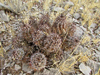 Echinocereus fendleri