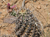 Echinocereus fendleri