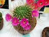 Echinopsis ferox