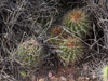 Echinopsis ferox