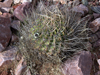 Echinopsis ferox