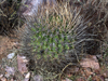 Echinopsis ferox