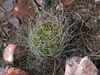 Echinopsis ferox