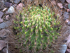 Echinopsis ferox