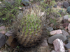 Echinopsis ferox