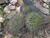 Echinopsis ferox