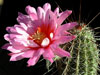 Echinocereus ferreirianus