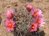 Echinocereus ferreirianus