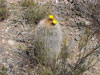 Echinopsis formosa