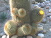 Echinopsis formosa