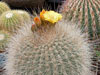 Echinopsis formosa